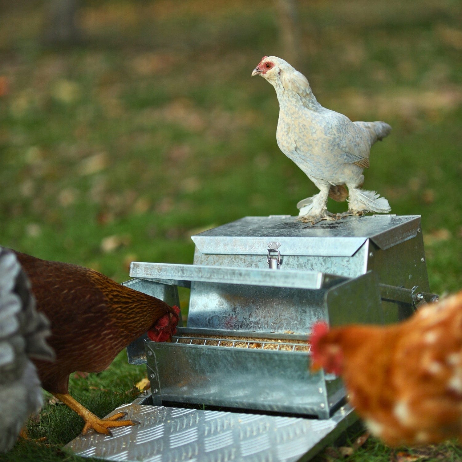 SuperHandy Steel Chicken Feeder - 20Lbs Feed Capacity